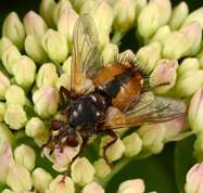 Parasitic fly Tachina fera